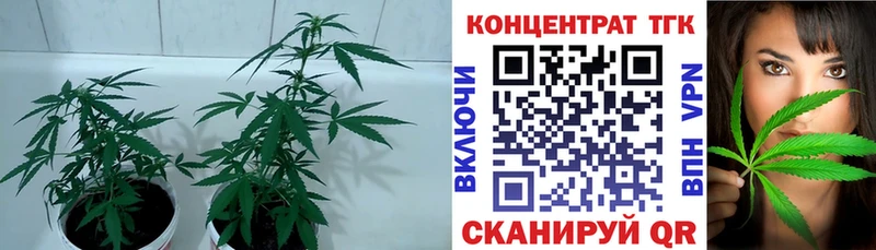 Купить где Высоковск Дистиллят ТГК гашишное масло